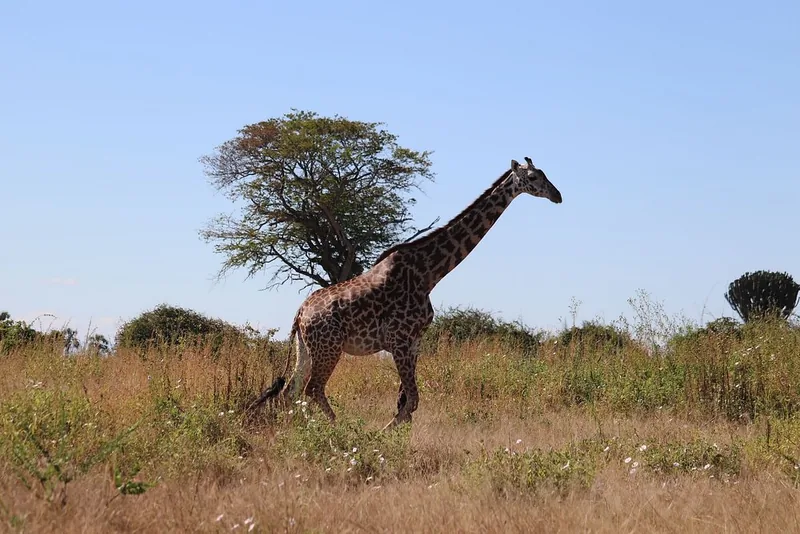 2 Days Trip Safari to Ruaha National Park gallery image